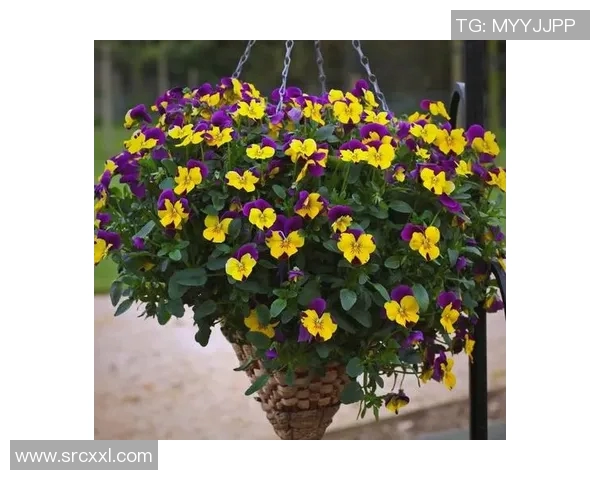 花卉种植技巧与经验分享,打造四季常绿的美丽花园秘诀 花卉种植技巧与经验分享,打造四季常绿的美丽花园秘诀